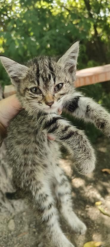 Кошка даром: Беспородная, 1 месяц, Мальчик