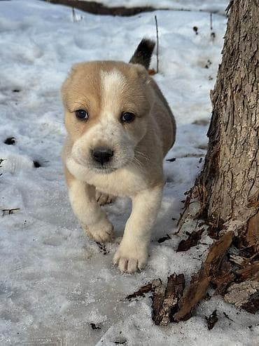 белинский афчарка: Алабай
Дата рождения: 21.12.2025 — 9