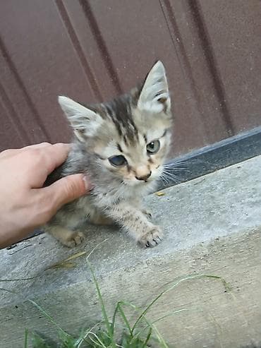 куда можно сдать кошку: Кошка даром: Беспородная, 1 месяц, Мальчик — 1