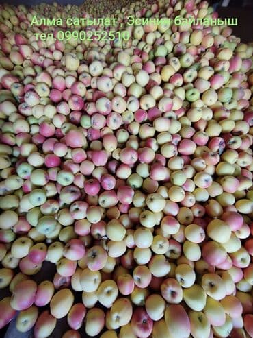 Фрукты: Яблоки — 2