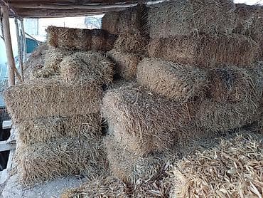 Беде аралашкан чөп пресс 100 даана 300 сомдон жана пресстелбеген 1 at lalafo.kg Беде аралашкан чөп пресс 100 даана 300 сомдон жана пресстелбеген 1