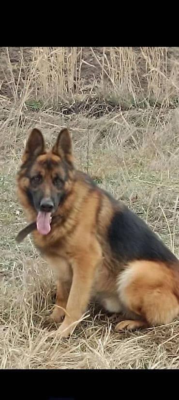 самоед бишкек: Немецкая овчарка, 4 месяца, Самка, С прививкой — 5