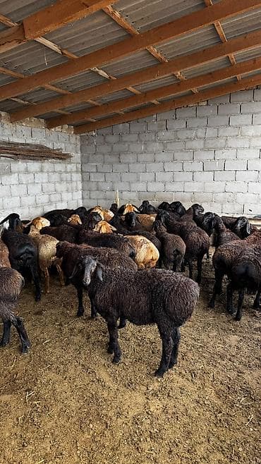 гиссарские бараны: Продаю | Овца (самка) | Гиссарская, Арашан | На забой, Для разведения | Племенные — 2