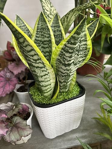 лимон: Сансевиерия карликовая (Sansevieria trifasciata ‘Hahnii’, «Щучий — 2