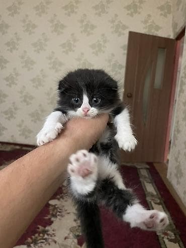 кошка ориентал: Котята с вислыми ушками, домашние. Окрас разный: - черно-белые — 4