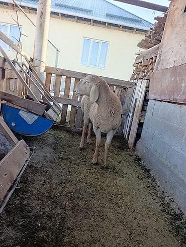 лабрадор фото цена: Кочкор сатылат — 5