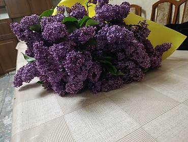 изгород: Сирень свежесрезанная❤️💜💜💜💜💜💜Продаю калированную Сирень ❤️❤️, с густым — 7
