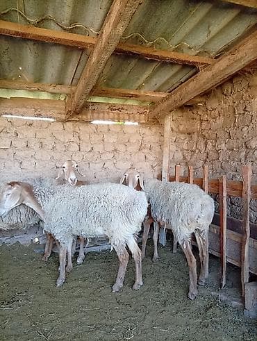 рыбы в аквариум купить: Продаю | Овца (самка) | Арашан | Для разведения | Ярка — 6