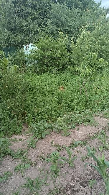 морковь на корм: Сено луговое/садовое из люцерны и разнотравья - Заготовлено с — 3