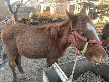 продаю кунан: Продаю | Жеребенок — 1