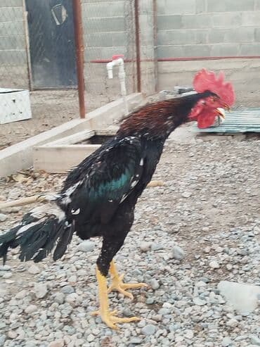 отдам породистую собаку в хорошие руки: Дакан шалпан жожо короз сатылат активный алмашу жолдору бар адрес — 9