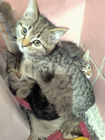 продаю в связи с переездом: Котята отдам в добрые руки Описание: - Возраст 2 месяца - К лотку — 5