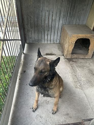 породистая: Вязка: Бельгийская овчарка, Самец, 4 года, С прививкой — 3