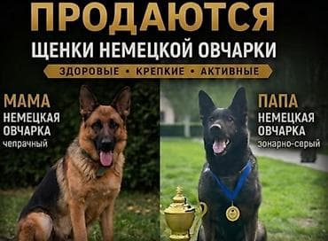 выгул собак бишкек: К продаже готовы щенки немецкой овчарки, две замечательные девочки — 8
