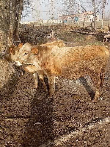 раки купить: Продаю | Бык (самец), Тёлка | На откорм | Привязанные — 1