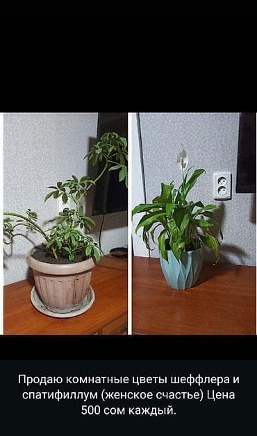 трекинг обувь: Продаю всё, что на фото. Пишите, звонки не принимаю — 2