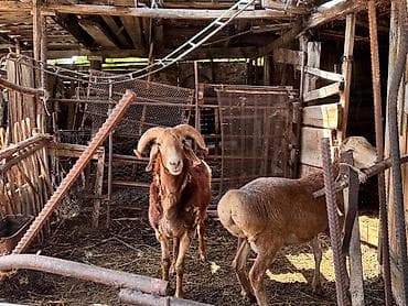 кролик цена: Продаю | Баран (самец) | На забой, Для разведения — 2