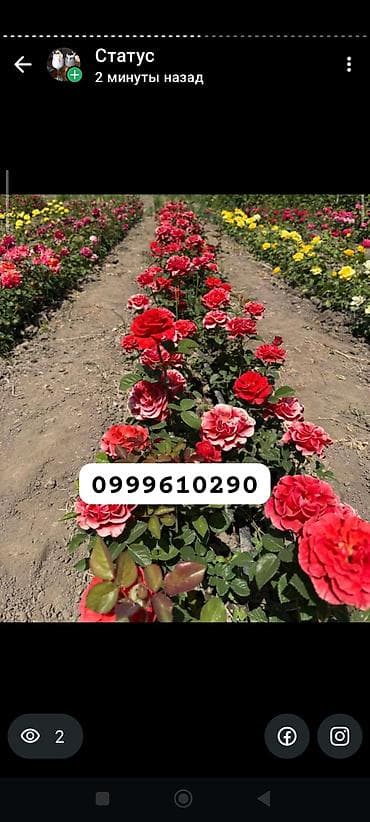 балдарга кийим: Көчөттөр гүлдүн: Розалар, Акылуу жеткирүү — 5