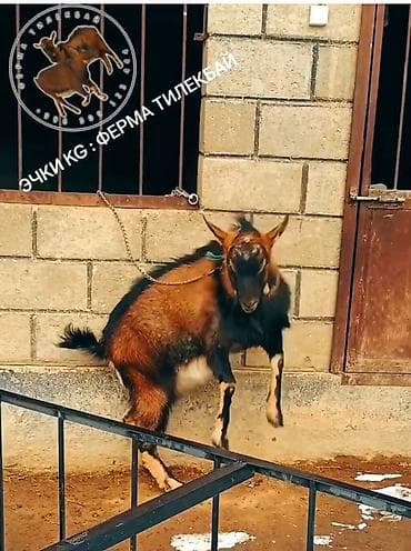 дикаративные кролики: Продаю | Козёл (самец) | Для разведения — 5