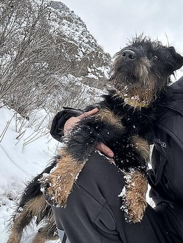 продать животных: 🐾 Щенки ягдтерьера готовы к новым хозяевам! От рабочих родителей — — 8