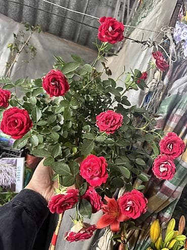 Үй жана бакча: Местные штамбовые розы.Двух трёх цветки.на одном штамбу!отправляем по — 8