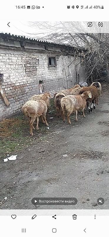 Зоотовары: Продаю | Овца (самка) | Арашан | Для разведения | Матка — 3