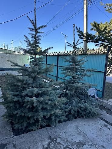 ландшафт: Ель голубая (Picea pungens glauca), декоративные саженцы для — 1