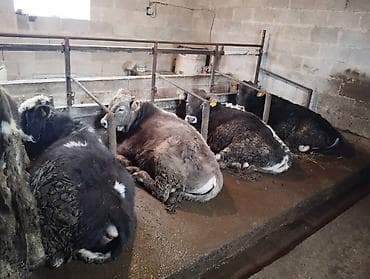 Другие животные: Продаю | Бык (самец) — 4