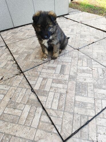 той пудель щенок: Щенок, метис, мальчик.
Будет хороший охранник 
- Возраст:1,5 месяца — 8