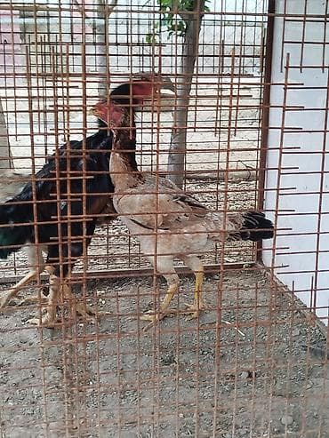 тюки юрьевка: Продаю | Куры — 4