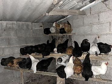 Другие животные: Продаю | Куры | Несушки — 1