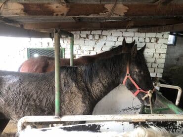 лошад тай: Продаю | Конь (самец) | Рабочий — 1