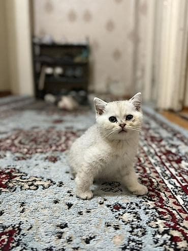 шотландский вислоухий котенок: Котята с вислоухими ушками (тип скоттиш-фолд/страйт по внешности) — 4