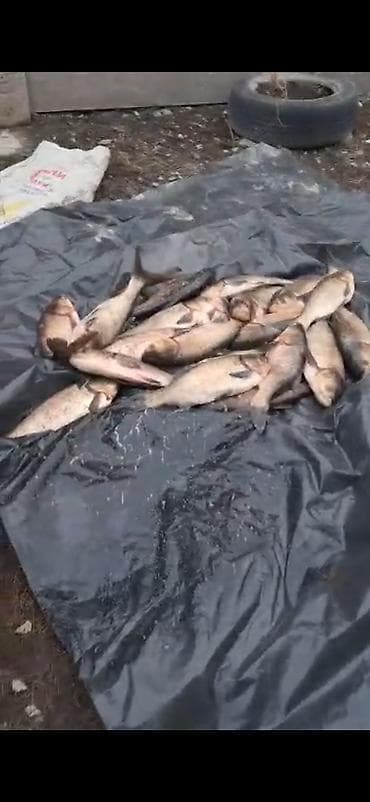 мешок лука цена: Свежевыловленная речная - Подходит для жарки, запекания, ухи, - — 1