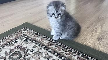 вислоухие котята уход: Скотиш Фолд (Шотландская вислоухая), 2 месяца, Мальчик, Серый, Приучена к лотку — 3