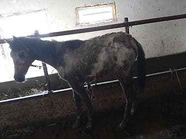 гуси: Продаю | Кобыла (самка) | Для разведения | Племенные — 1