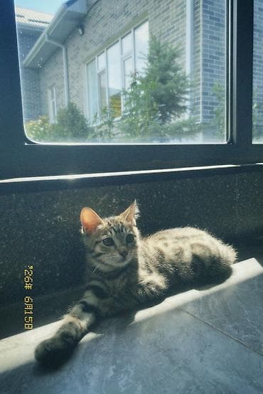 Кошка даром: Бенгальская, 3 месяца, Мальчик, Приучена к лотку — 4