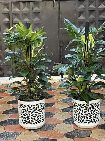 монстера альба цена: 🌿 ПРОДАЕТСЯ 🌿 Комнатное растение Монстера 📏 Высота: 120 см 💰 Цена — 3