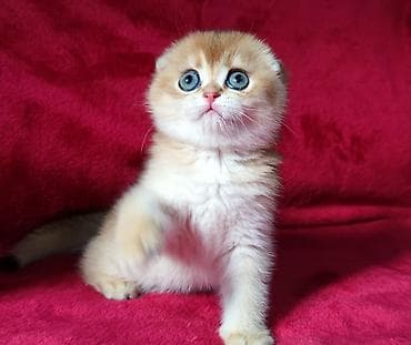 ориентальная длинношерстная кошка: Скотиш Фолд (Шотландская вислоухая), 2 месяца, Мальчик, Золотая шиншилла — 4