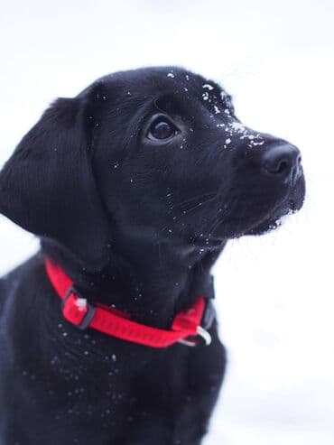 хочу купить щенка немецкой овчарки: Лабрадор-ретривер, 1 месяц, Самец, С родословной — 6