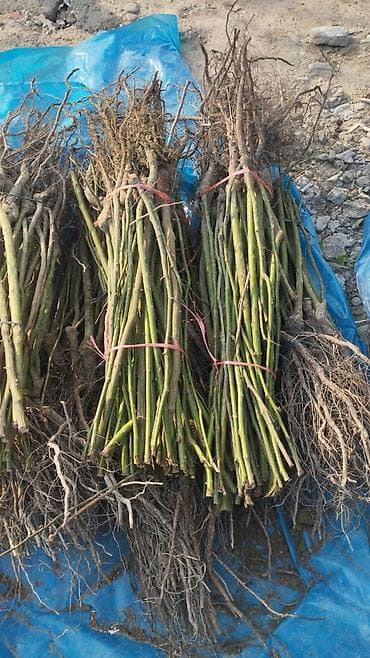 Кургаткычтар: Көчөттөр — 8