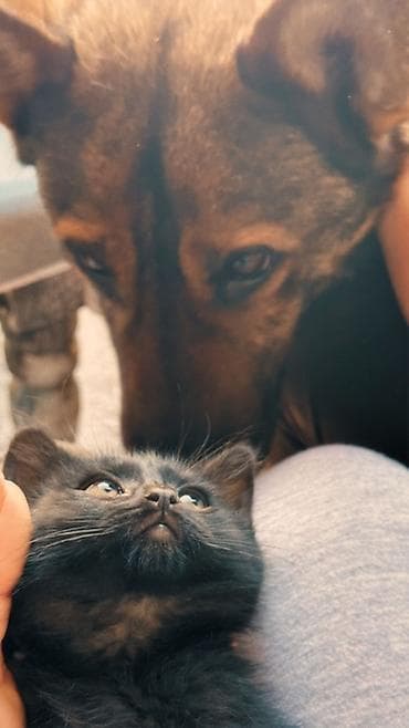 Отдам даром кошку: Кошка даром: Бомбейская, 1 месяц, Мальчик — 2