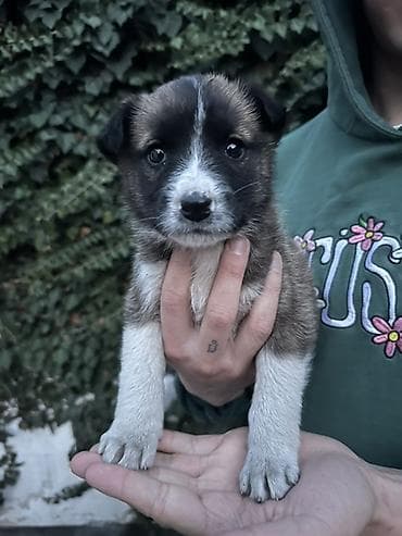 кошки джалал абад: Собака даром: 3 месяца, Самец — 4