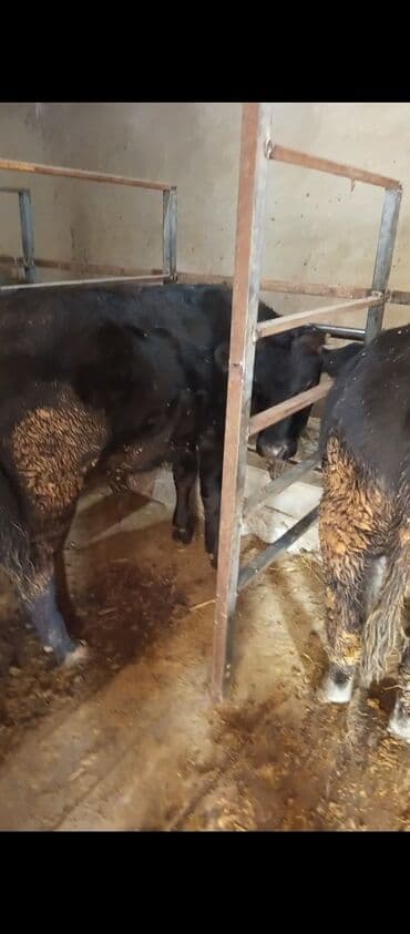 продаю музоо торпок корова самка бык самец айрширская ангус алатауская на забой для разведения на откорм племенные нетель привязанные: Сатам | Бука (эркек) | Бордоп семиртүү үчүн | Байланган — 3