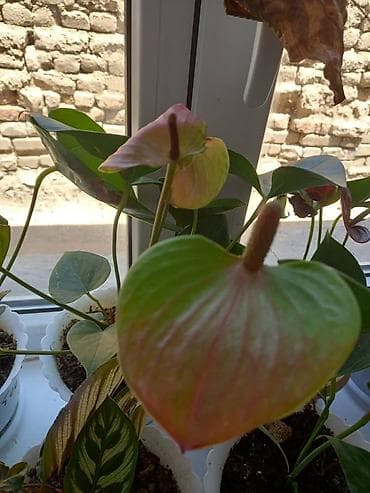 карликовый лимон купить: Антуриум (Anthurium andreanum) в горшке. - Эффектные красные — 9