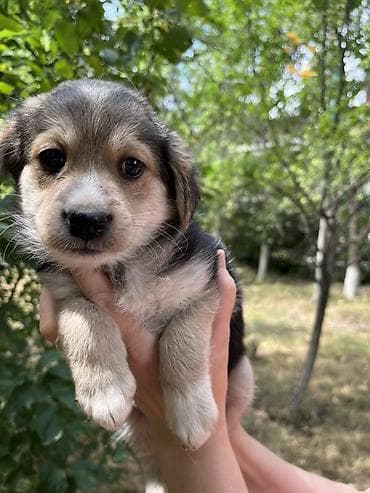 Ит кууту: Щенки 🐶 пристраиваю щеночков. Им по 1,5 месяца. Все девочки — 3