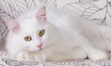 продаю индюка: Ангорская, 2 месяца, Мальчик, Белый — 2