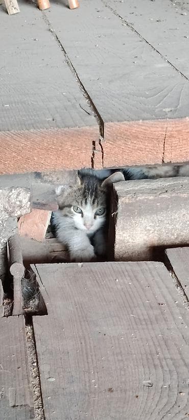влажный корм для котят: Кошка даром: Беспородная, 1 месяц, Мальчик, Приучена к лотку — 3