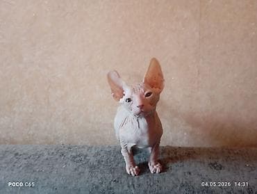 кошки в токмаке: Продажа кошек — 8