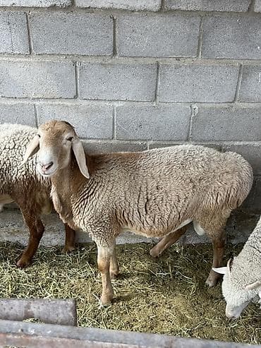 барана: Продаю | Баран (самец) | Для разведения — 1